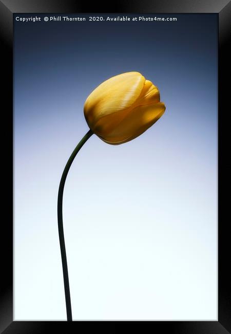 A single beautiful yellow tulip flower  Framed Print by Phill Thornton