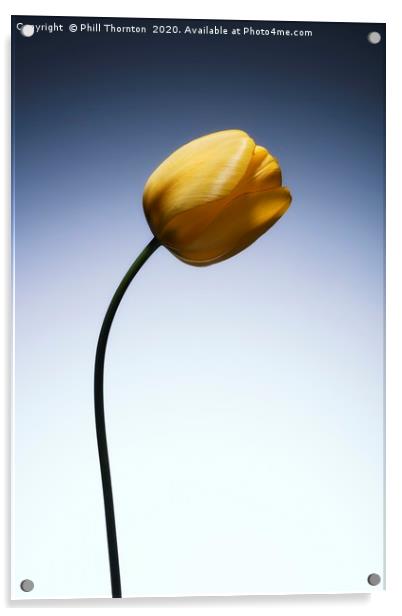 A single beautiful yellow tulip flower  Acrylic by Phill Thornton