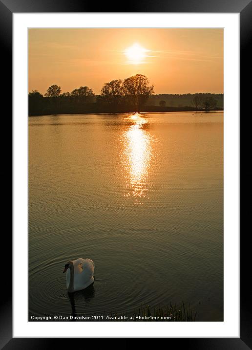 Swan Lake at Sunset Framed Mounted Print by Dan Davidson