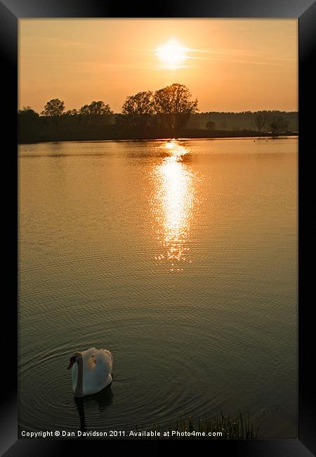 Swan Lake at Sunset Framed Print by Dan Davidson