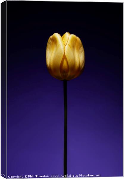 A single beautiful yellow tulip flower on purple Canvas Print by Phill Thornton