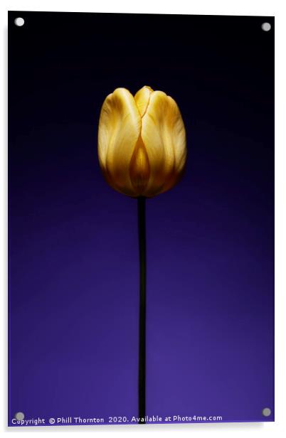 A single beautiful yellow tulip flower on purple Acrylic by Phill Thornton
