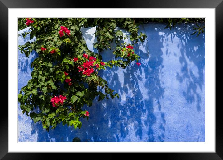 blue wall with flowers  Framed Mounted Print by hector Christiaen