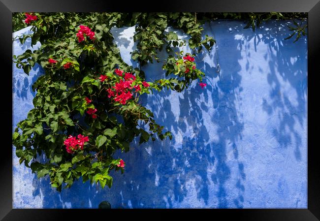 blue wall with flowers  Framed Print by hector Christiaen