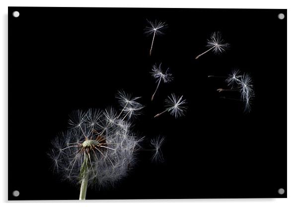 Dandelion Acrylic by Pam Martin