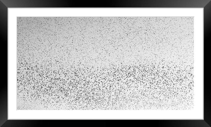 Starlings Framed Mounted Print by Marc Jones
