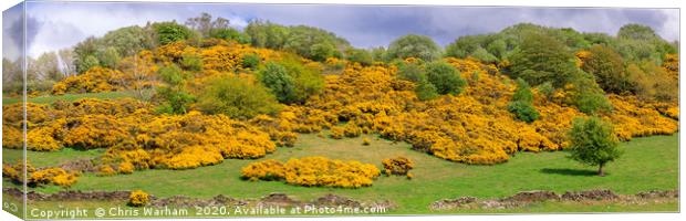 Yellow flowering gorse on a Peak District hillside Canvas Print by Chris Warham