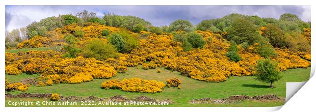 Yellow flowering gorse on a Peak District hillside Print by Chris Warham