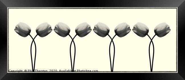 Repeated beautiful antique tulip flower pattern. Framed Print by Phill Thornton