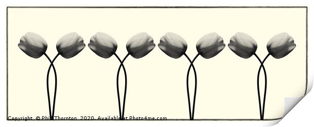 Repeated beautiful antique tulip flower pattern. Print by Phill Thornton