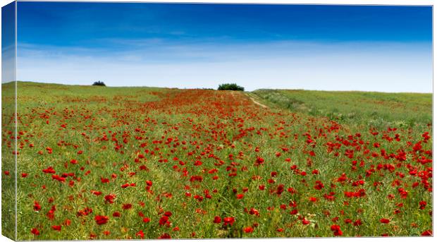 Poppy Field near Guildford Surrey  Canvas Print by Philip Enticknap