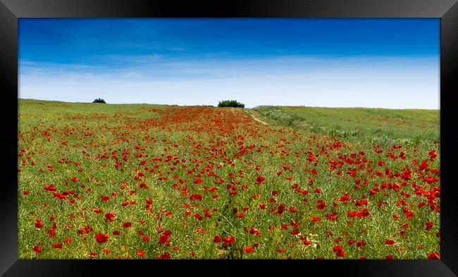 Poppy Field near Guildford Surrey  Framed Print by Philip Enticknap