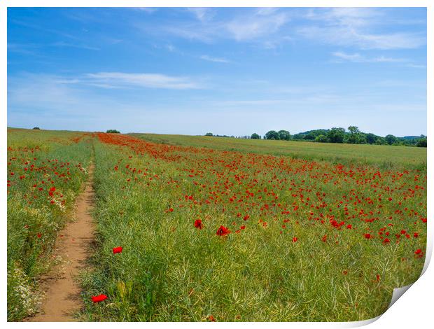 Poppy Field near Guildford Surrey  Print by Philip Enticknap
