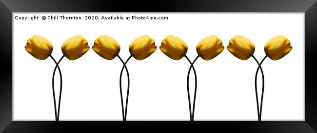 Repeated pattern of beautiful yellow tulips. Framed Print by Phill Thornton