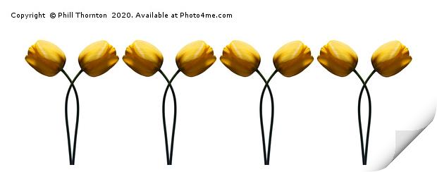 Repeated pattern of beautiful yellow tulips. Print by Phill Thornton