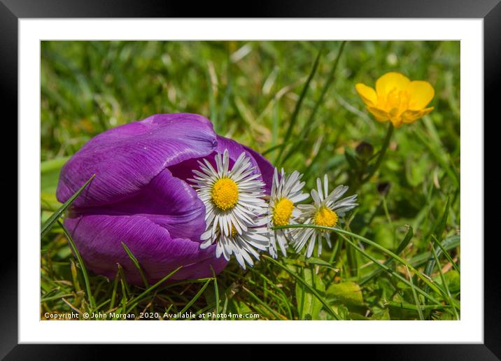 Tulip, Daisies and Buttercup Framed Mounted Print by John Morgan
