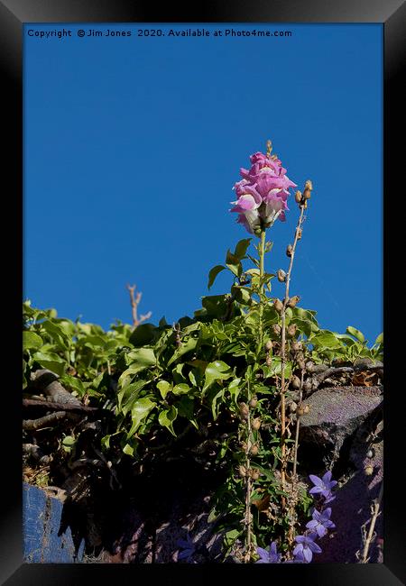 Wild Flower and Deep Blue Sky Framed Print by Jim Jones