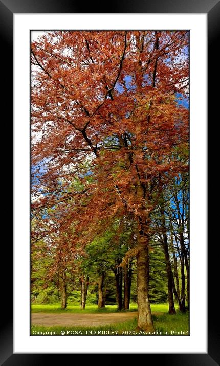 "Autumn trees" Framed Mounted Print by ROS RIDLEY