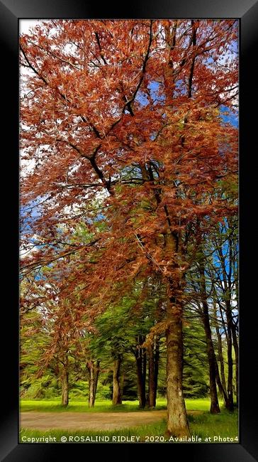 "Autumn trees" Framed Print by ROS RIDLEY