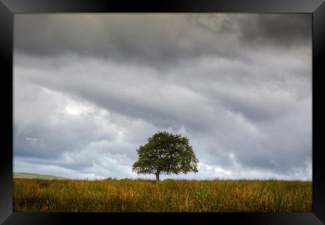 A tree and an approaching storm Framed Print by Leighton Collins