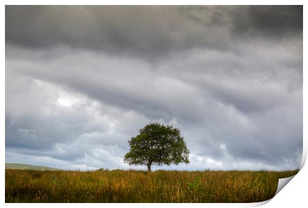 A tree and an approaching storm Print by Leighton Collins