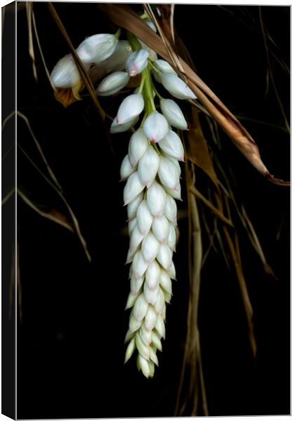 White Shell Ginger Flowers Canvas Print by Belinda Greb