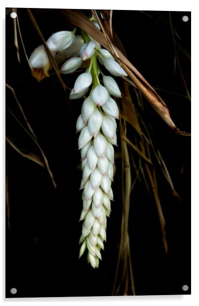 White Shell Ginger Flowers Acrylic by Belinda Greb