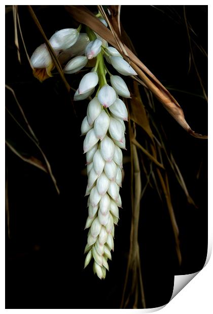 White Shell Ginger Flowers Print by Belinda Greb
