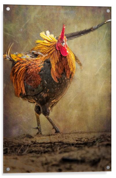 Kauai Rooster Acrylic by Belinda Greb