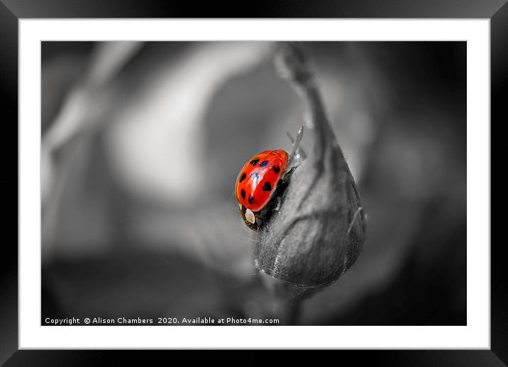 Love Bug Framed Mounted Print by Alison Chambers