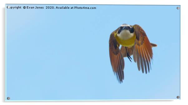 Great Kiskadee in flight Acrylic by Ewan Jones