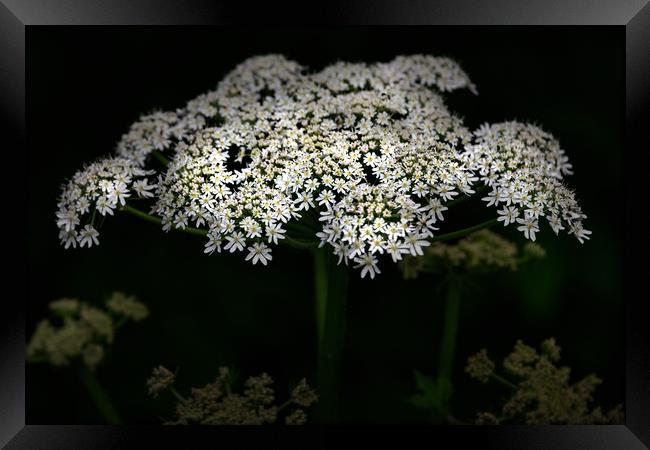 Wild Flowers Framed Print by Svetlana Sewell