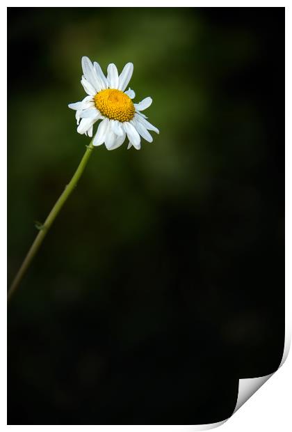 Daisy Print by Svetlana Sewell