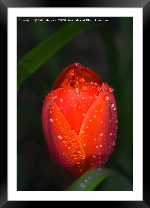 Tulip. Framed Mounted Print by John Morgan