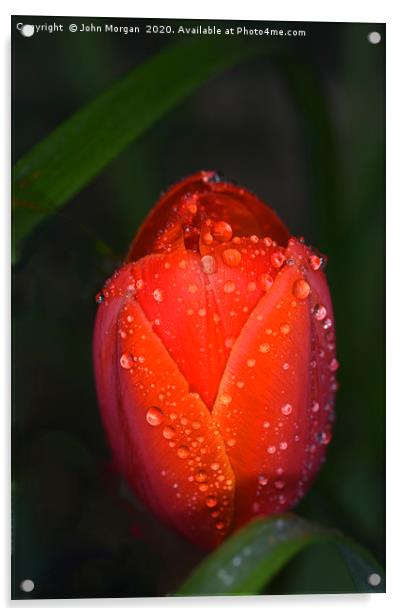 Tulip. Acrylic by John Morgan