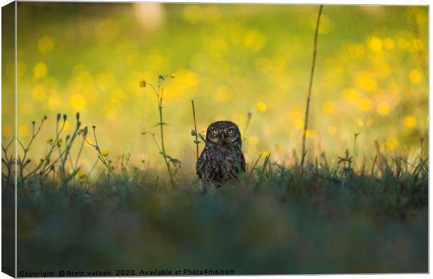 Little owl Canvas Print by Brett watson