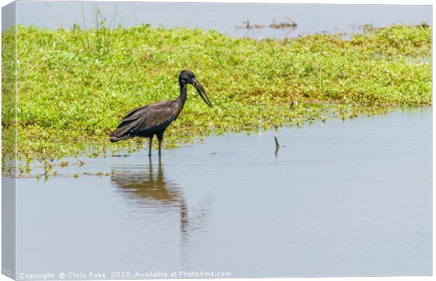 African Openbill stork Canvas Print by Chris Rabe