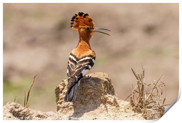 African Hoopoe standing on ground Print by Chris Rabe