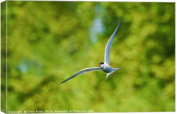 Common tern in flight Canvas Print by Chris Rabe