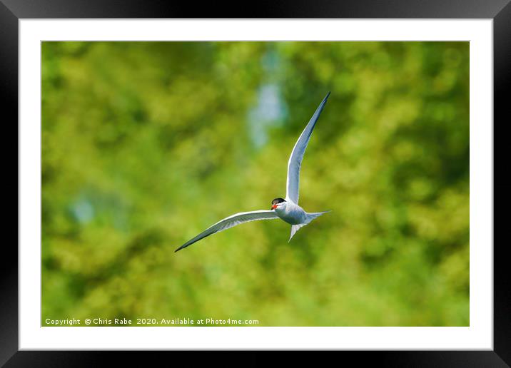 Common tern in flight Framed Mounted Print by Chris Rabe