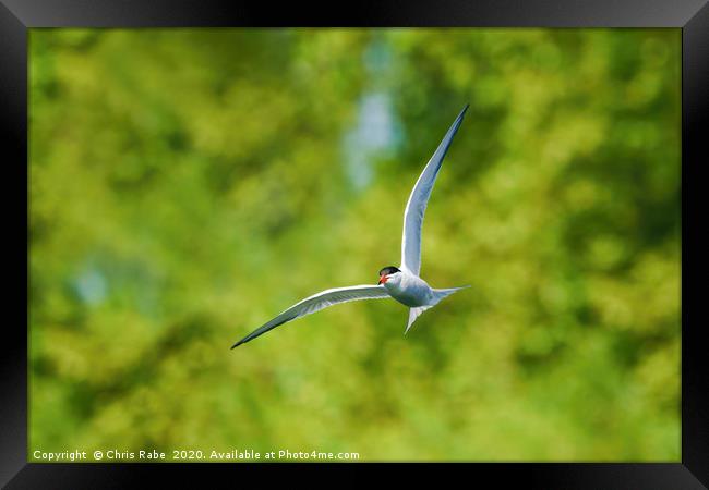 Common tern in flight Framed Print by Chris Rabe