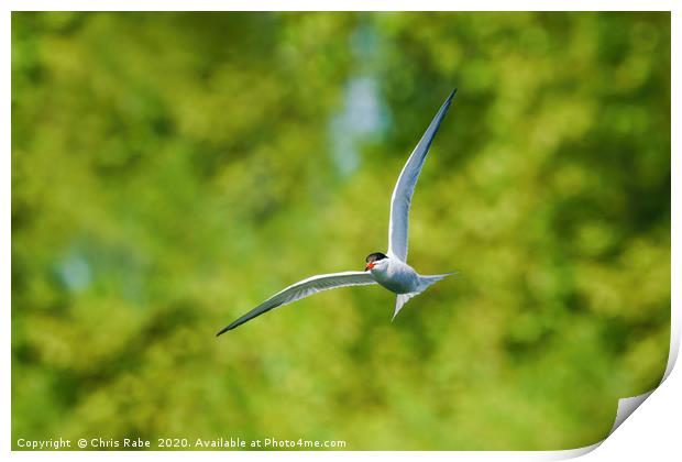 Common tern in flight Print by Chris Rabe
