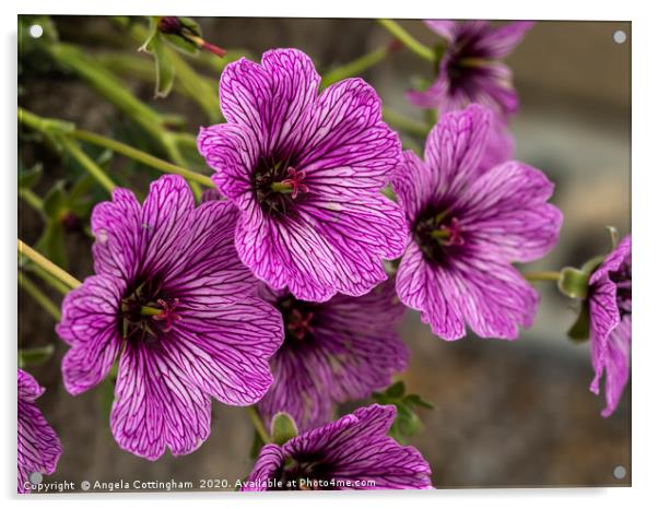 Purple Geraniums Acrylic by Angela Cottingham