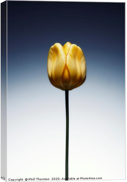 A single beautiful yellow tulip flower  Canvas Print by Phill Thornton