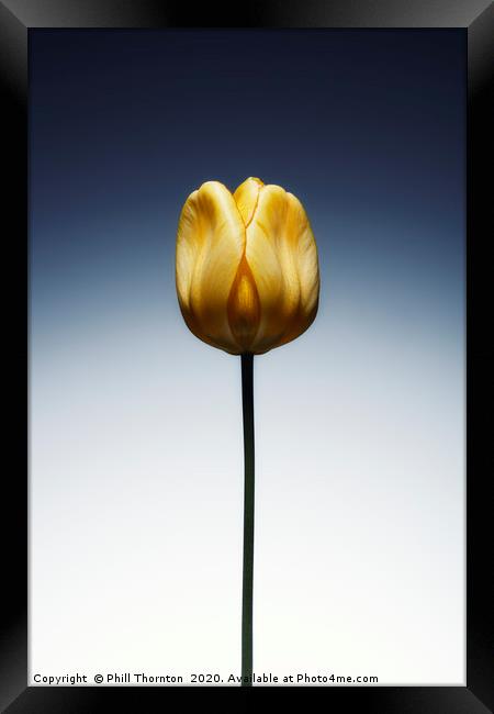 A single beautiful yellow tulip flower  Framed Print by Phill Thornton