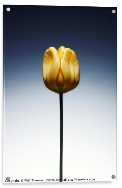 A single beautiful yellow tulip flower  Acrylic by Phill Thornton