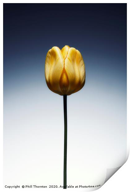 A single beautiful yellow tulip flower  Print by Phill Thornton