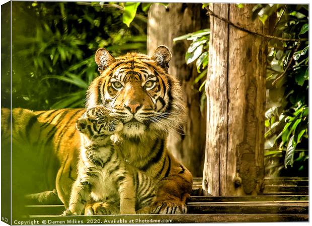 Sumatran Tiger Mother And Cub  Canvas Print by Darren Wilkes
