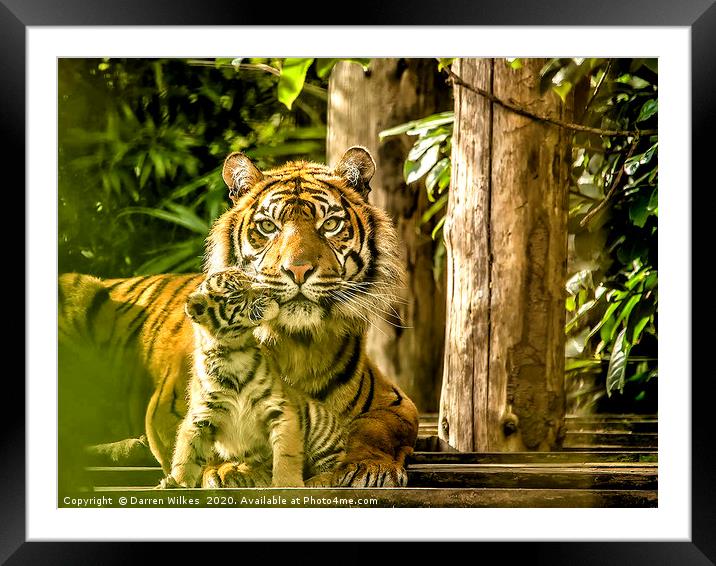 Sumatran Tiger Mother And Cub  Framed Mounted Print by Darren Wilkes
