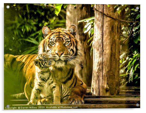 Sumatran Tiger Mother And Cub  Acrylic by Darren Wilkes
